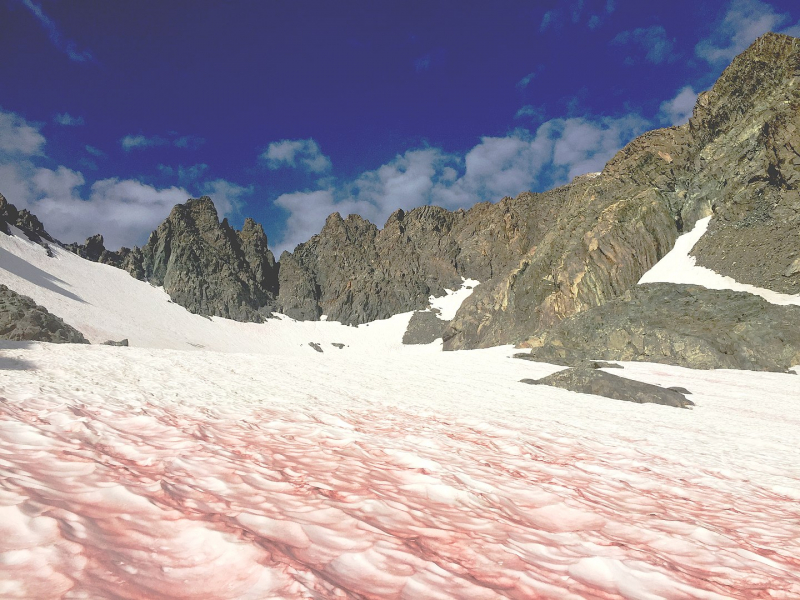 Розовый снег на склонах в Калифорнии. Источник: wikipedia.org