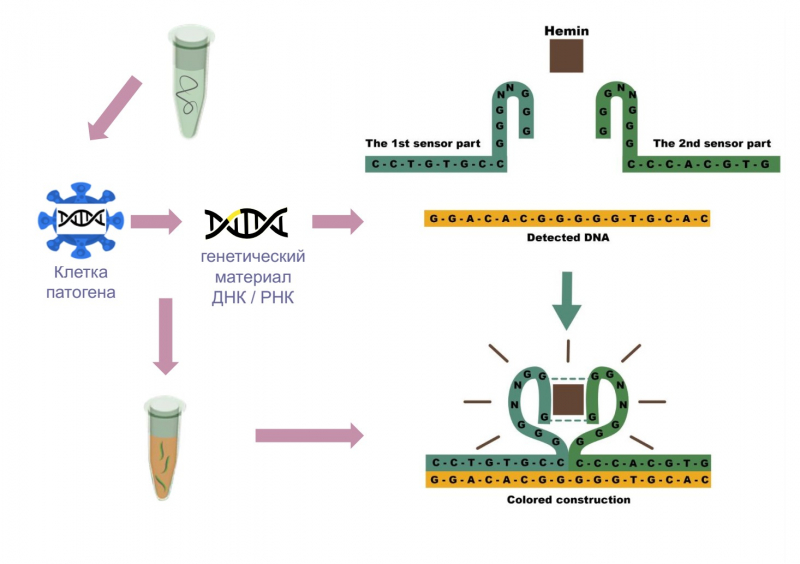 Создание ДНК-наносенсоров. Иллюстрация из презентации