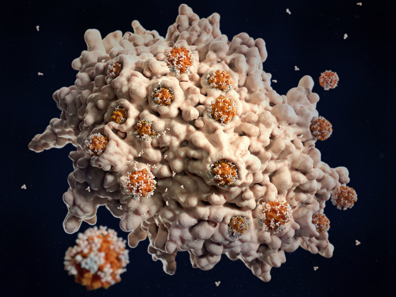 Иммунная реакция на коронавирусную инфекцию: коронавирусы, отмеченные бековыми антителами, поглощаются и разрушаются макрофаговой иммунной клеткой. Источник: depositphotos.com
