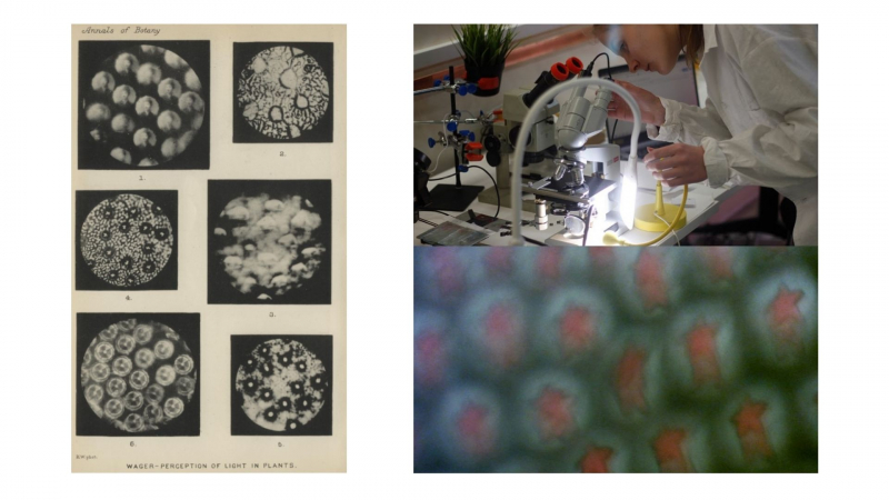 Left: black and white images taken by Harold Wager using the upper epidermis of a plant leaf. Right: the replication of Wager’s experiment by the Plant Intelligence team. Photo courtesy of the project authors
