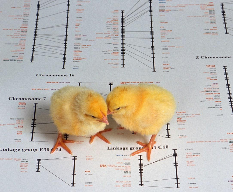Цыплята и генетическая карта куриного генома. Источник: Peggy Greb, USDA ARS / www.wikipedia.org

