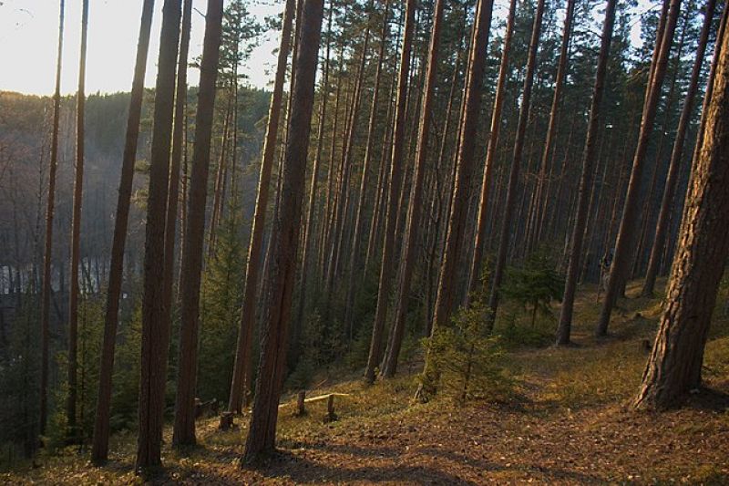 Pine forest to the north of St. Petersburg. Credit: Tamara Kurochkina on Wikimedia Commons.
