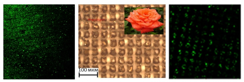 Laser-induced biomimetic relief on steel. Photo courtesy of the scientists
