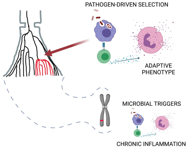 A schematic of selection of immune system adaptations to pathogens. It is suggested that these adaptive mechanisms are triggered in response to infectious triggers of autoimmune and allergic diseases. Image courtesy of Bayazit Yunusbayev
