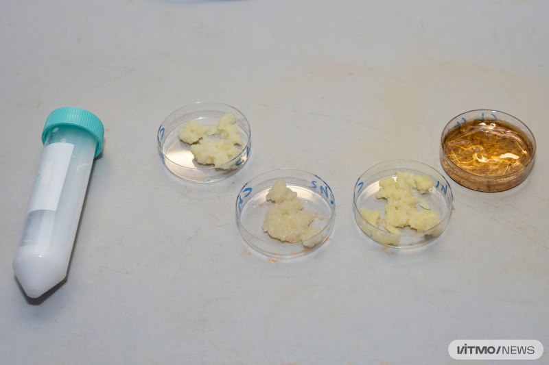 Samples of nanogels made from chitosan and hydroxyapatite. Photo by Dmitry Grigoryev / ITMO.NEWS
