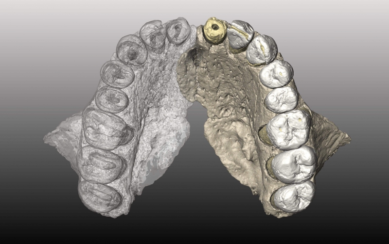 Модель челюсти Homo sapiens, найденного в пещере Мислия. Источник: geneticliteracyproject.org