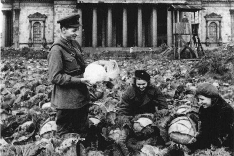 Cabbage harvest at a makeshift farm in front of St. Isaac's Cathedral., 1942. Credit: defendingrussia.ru