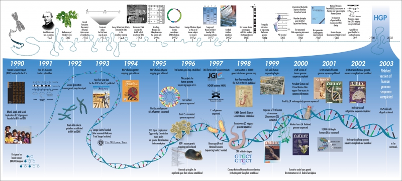 Проект «Геном человека». Источник: ucpress.edu