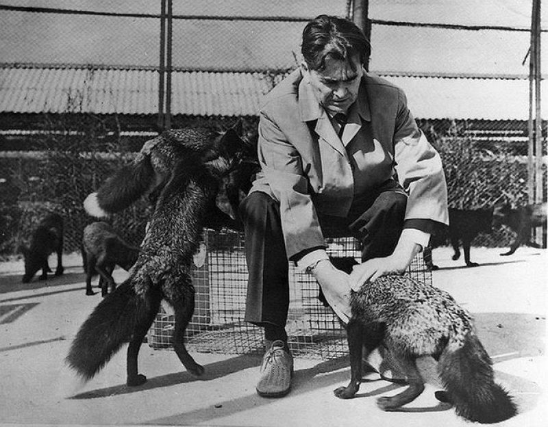 Geneticist Dmitry Belyayev with his domesticated foxes. Photo courtesy of the Institute of Cytology and Genetics of the Siberian Branch of the RAS