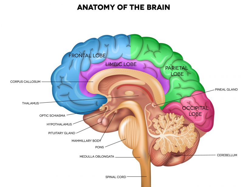 Parts of the brain. Credit: shutterstock.com