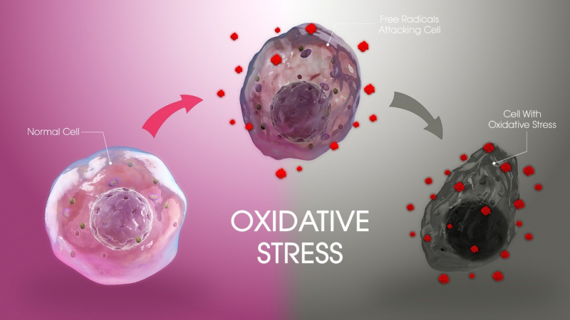 Oxidative stress. Picture provided by Ksenia Kirichek