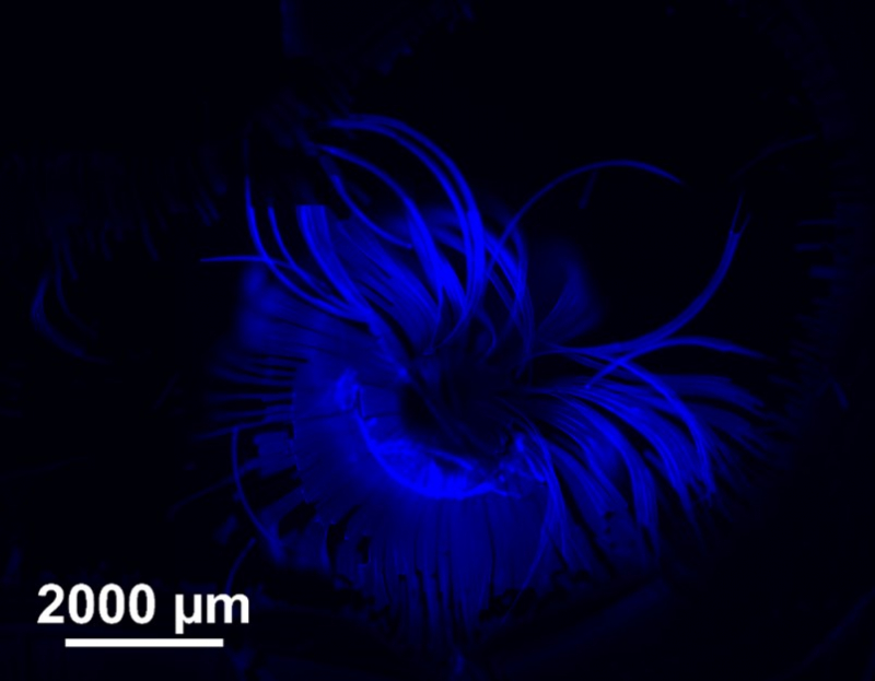 Флуоресцентная потрескавшаяся капля. Иллюстрация предоставлена учеными