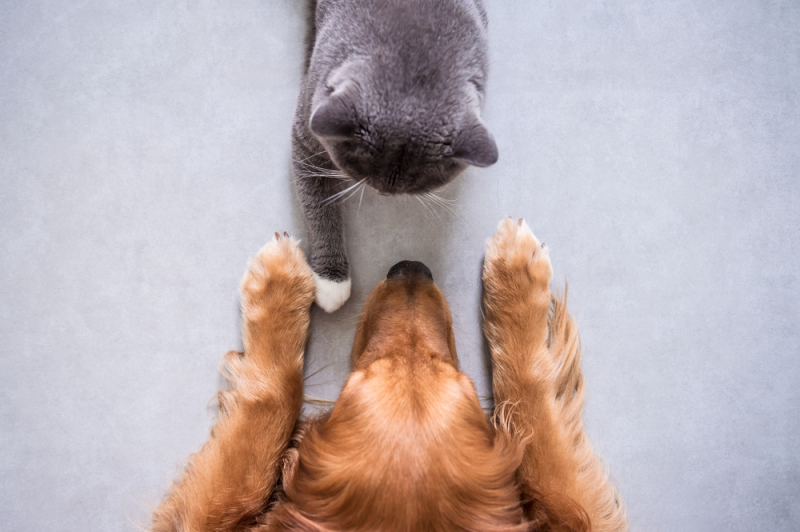 Cat and dog. Credit: shutterstock.com