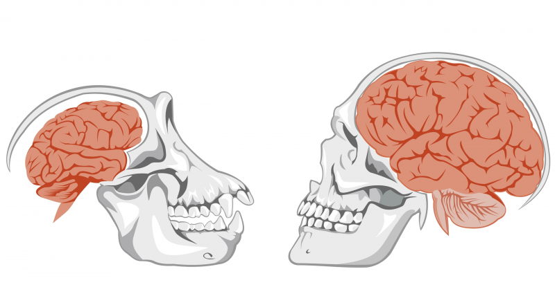 Мозг шимпанзе и человека. Источник: shutterstock.com