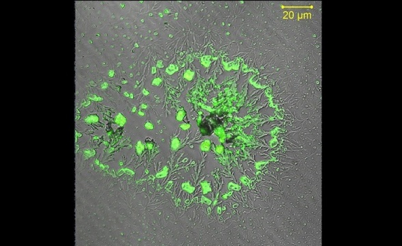 Chiral nanocrystals. Credit: nanostructures.ifmo.ru