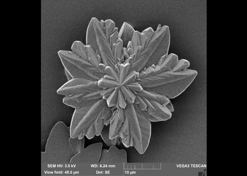A polycrystalline particle of supramolecular self-assembly based on melamine barbiturate. Scanning Electron Microscopy (Tescan Vega 3). Photo courtesy of the article authors