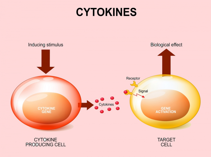 Cytokines. Credit: shutterstock.com