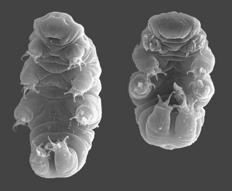 Hypsibius dujardini (Tardigrade species) imaged with a scanning electron microscope. Willow Gabriel, Goldstein Lab.
