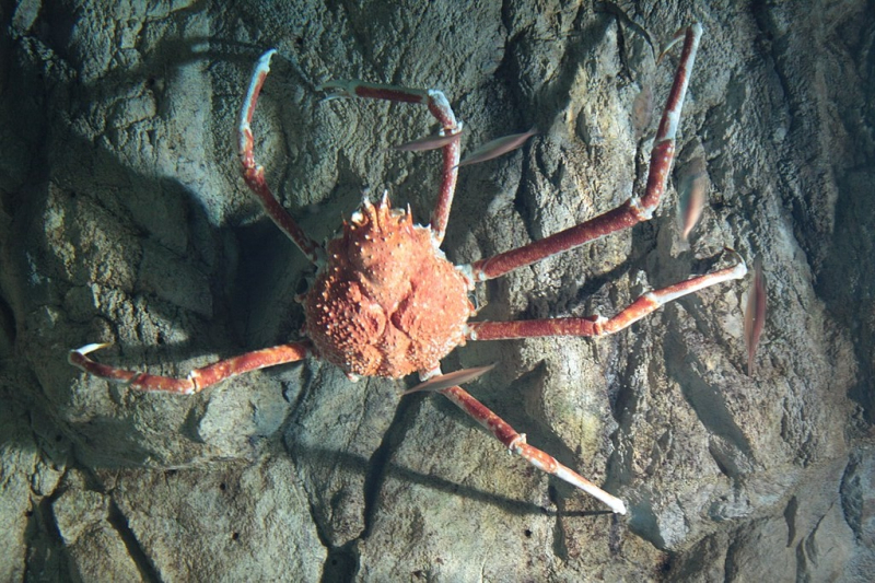 Japanese spider crab in the St. Petersburg Oceanarium / CC BY 3.0 / Wikimedia Commons