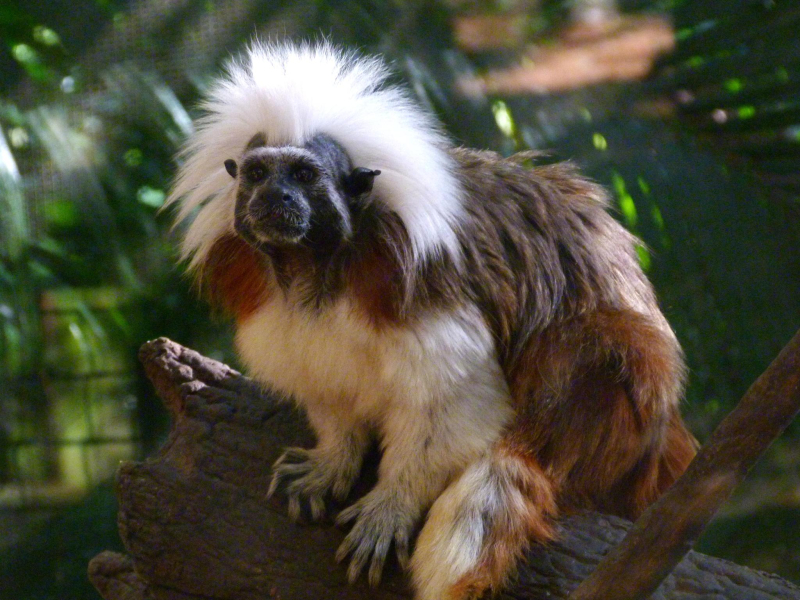 Cotton Top Tamarin / Brevard Zoo / CC BY 2.0 / Wikimedia Commons