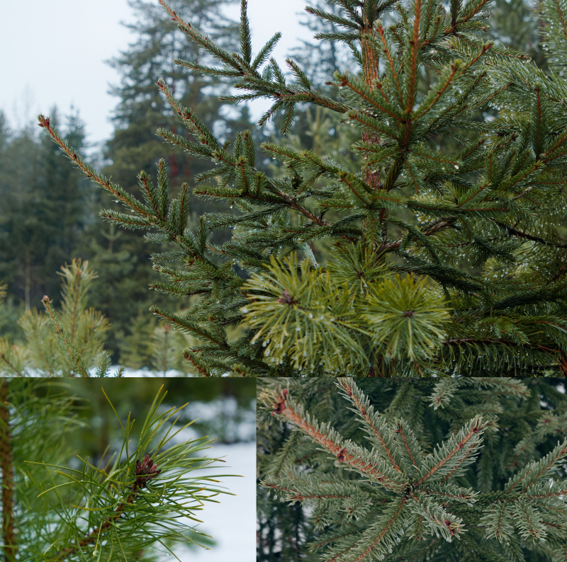 (Top): Branches of fir and spruce trees in contrast; (Bottom left): A magnified image of a spruce tree branch with sparse, long, and mildly-soft textured leaves; (Bottom right): A magnified image of a fir tree branch with dense, short, and sharp-rough textured leaves.