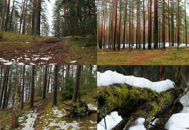 A collection of the explored regions in the forest when around the designated harvest area. In certain parts, the land was blanketed by snow and in other places, patches of slush and wet ground.  