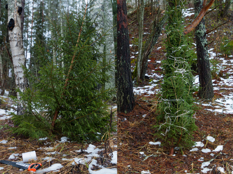 (Left) The fir tree after harvest looked enormous with its wide branches, and (right) when packed for transportation was compressed without damaging its branches.