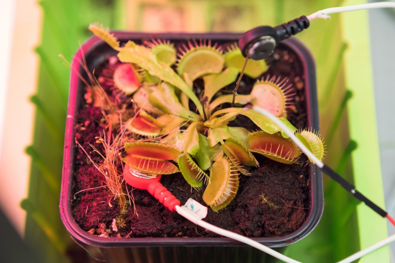 The Venus flytrap (Dionaea muscipula)
