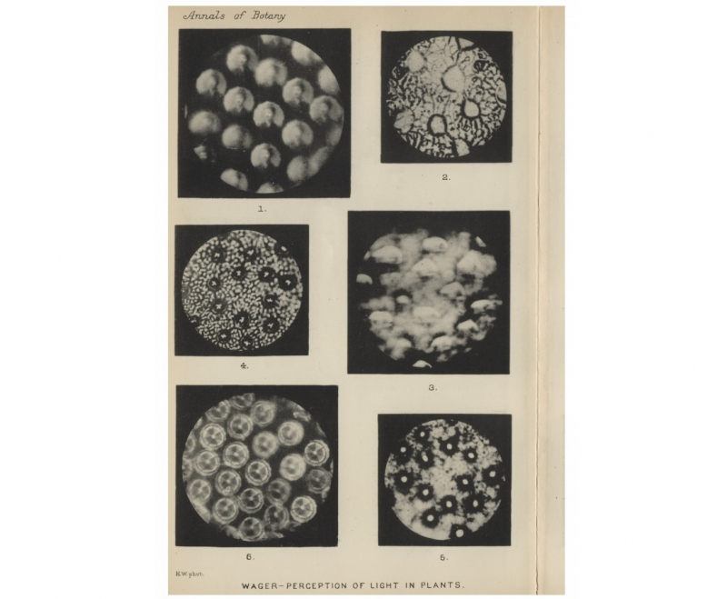 Иллюстрация из статьи Стефано Манкузо. Источник: JSTOR Collection (Annals of Botany, 1909). Oxford University Press

