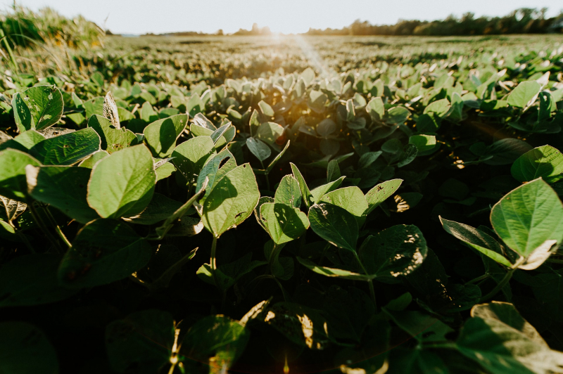 A soybean field in Ohio, US. Credit: Meredith Petrick on Unsplash (unsplash.com/mpetrick)
