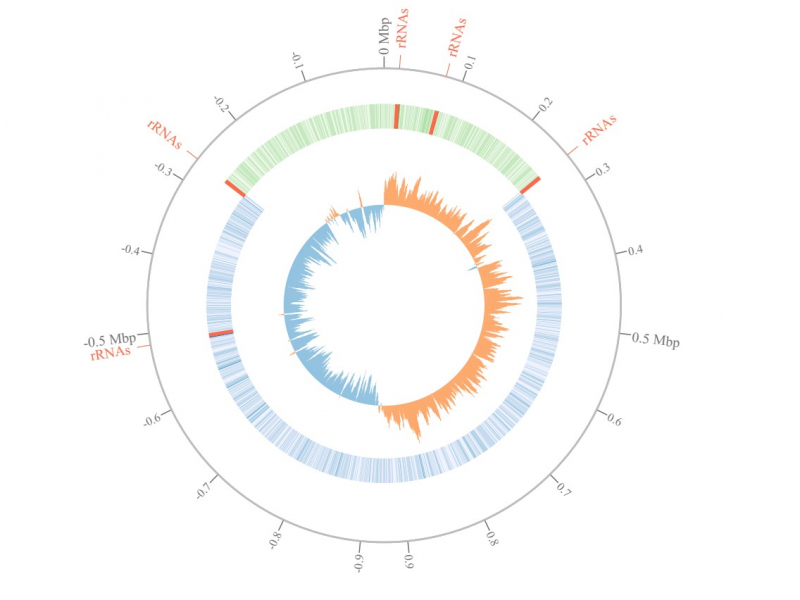 Analysis of bacterial genome of Streptococcus pyogenes. An illustration from the article in Bioinformatics journal.

