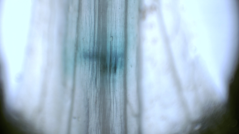 Подкрашенный синим красителем модельный тромб внутри проводящей системы обесклеточенного листа. Световая микроскопия. Изображение предоставлено Александрой Предеиной
