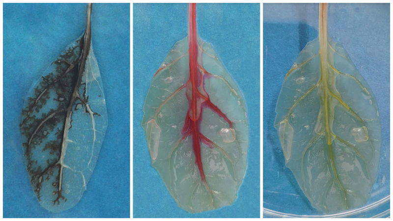 Left: the testing system with thrombolytic nanoparticles inside. Middle: testing the decellularized leaf with a solution imitating human blood. Right: the decellularized spinach leaf scaffold. Image courtesy of Aleksandra Predeina
