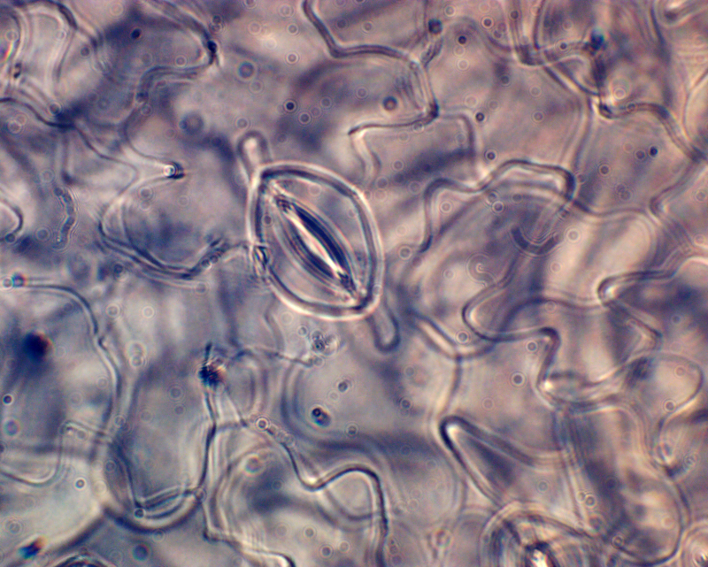 Устьице обесклеточенного листа шпината под световым микроскопом. Изображение предоставлено Александрой Предеиной
