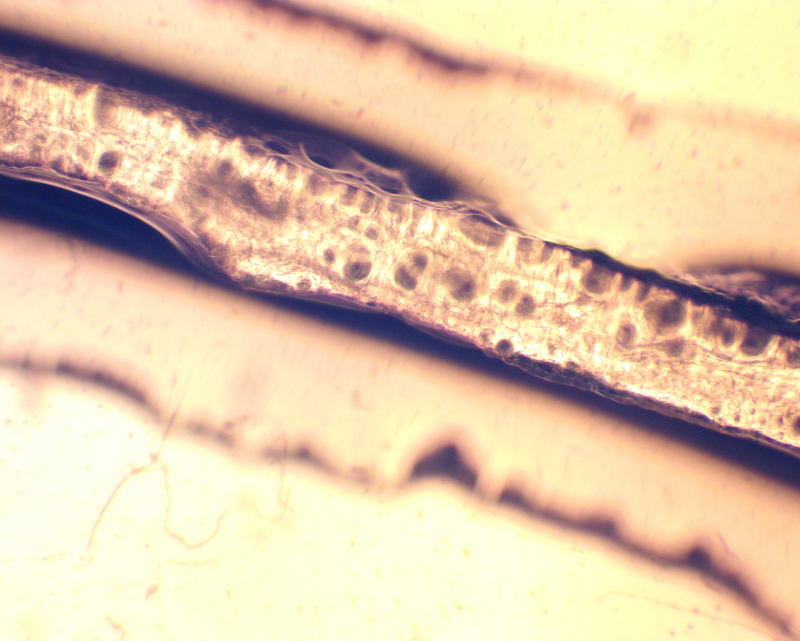 Продольный срез главной жилки листа шпината под световым микроскопом. Изображение предоставлено Александрой Предеиной
