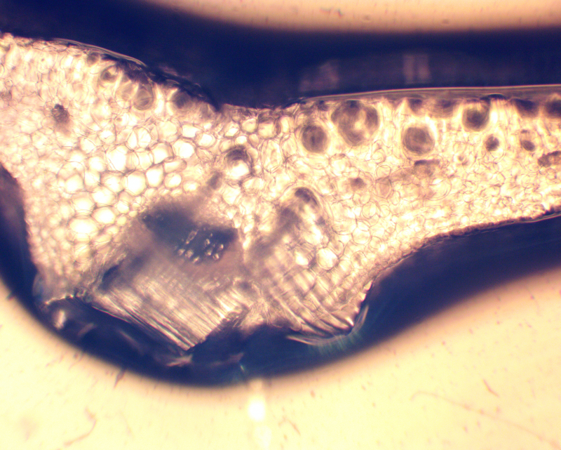 Поперечный срез главной жилки листа шпината под световым микроскопом. Изображение предоставлено Александрой Предеиной
