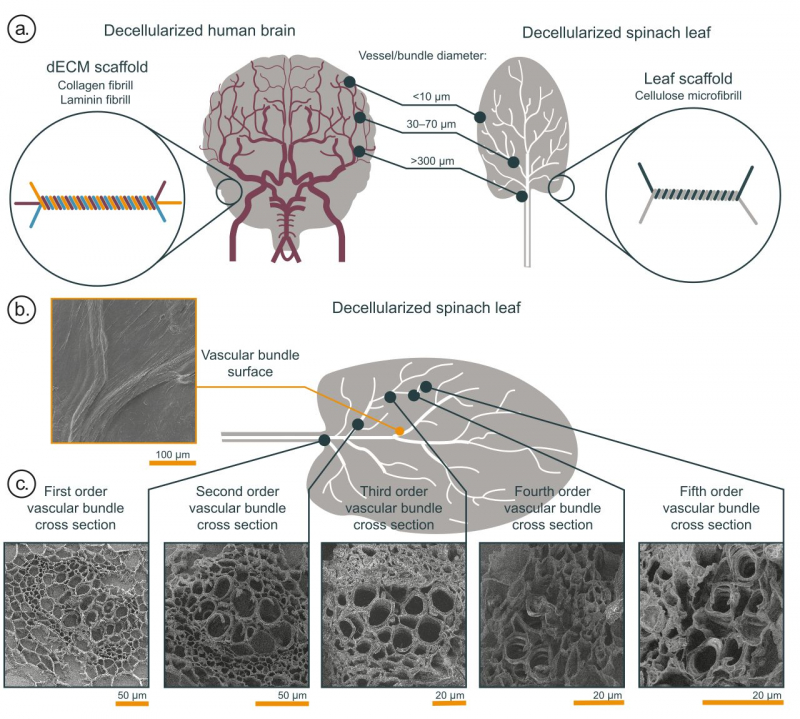 The resulting scaffold is comparable to the human brain vasculature in terms of branching, as well as its chemical composition and vessel size. Illustration from the article 
