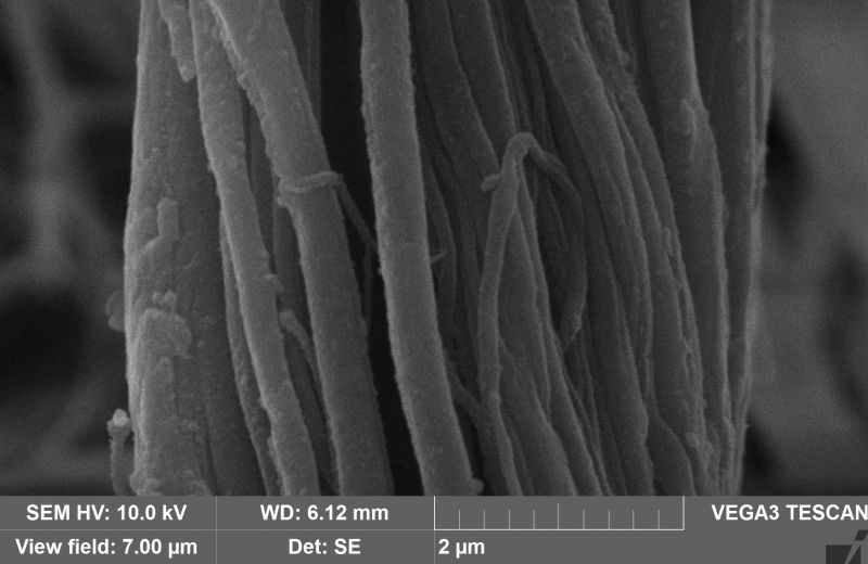A micrograph of Linothele fallax silk. Credit: Anastasia Navrotskaya
