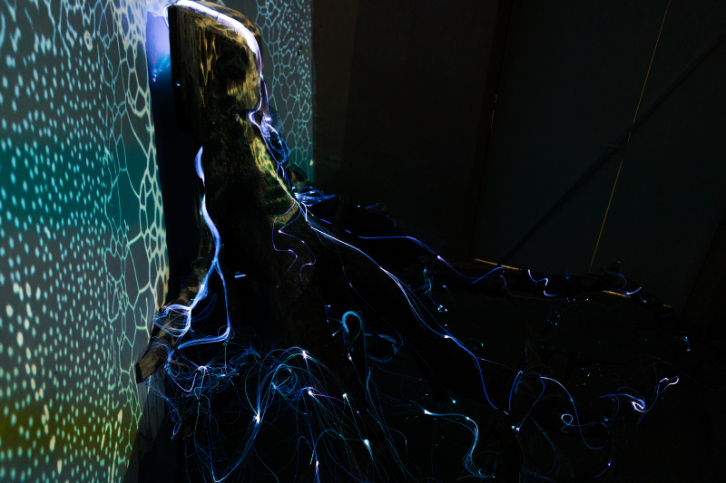 The installation Cyberrhiza. Photo by Dmitry Grigoryev / ITMO.NEWS
