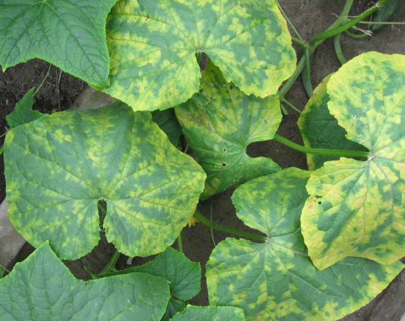 Mosaic virus in a cucumber plant. Credit: Wikipedia Commons
