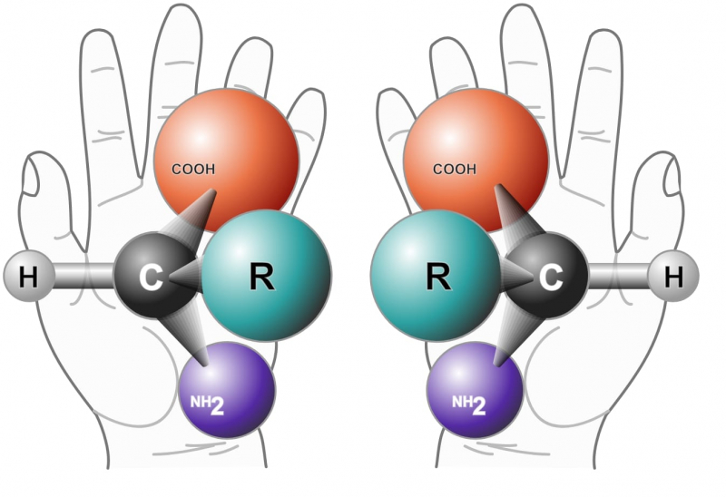 Один из примеров хиральных молекул — аминокислоты. Источник: wikipedia.org
