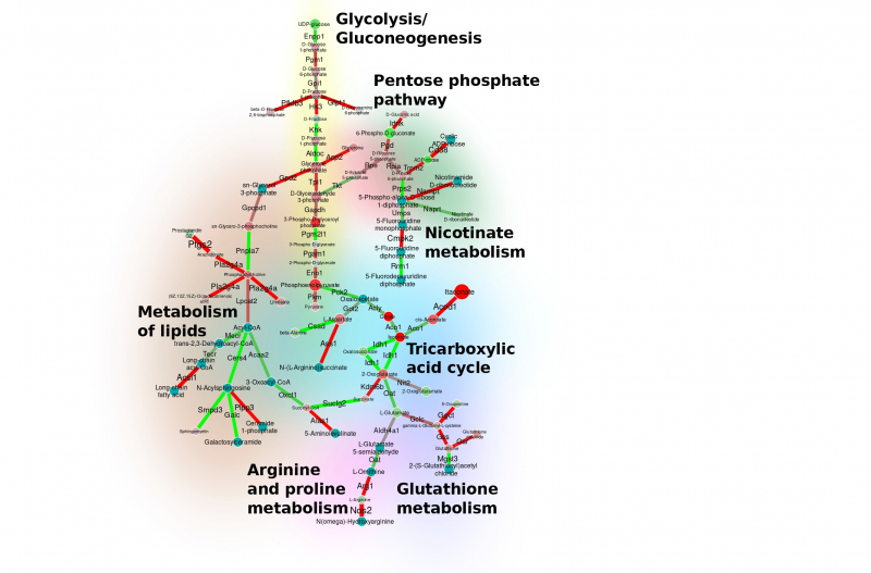Граф процесса расщепления глюкозы (гликолиза и глюконеогенеза). Изображение предоставлено разработчиками сервиса
