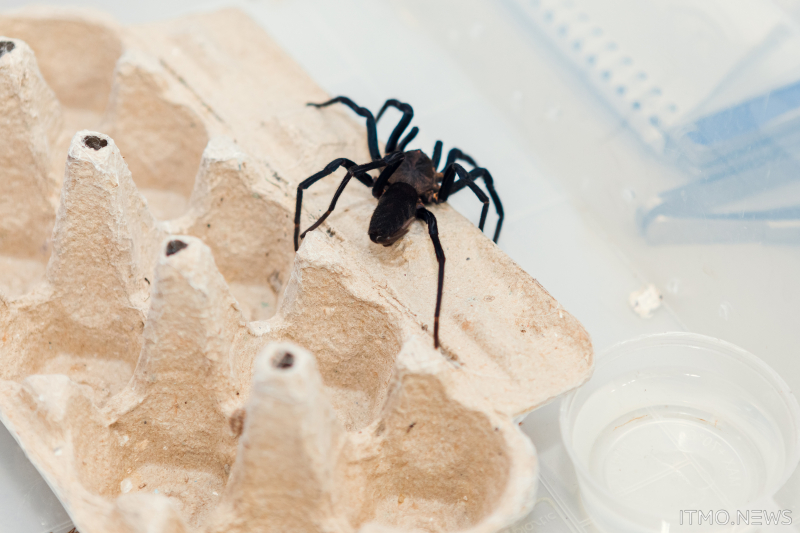 A Linothele fallax spider in ITMO's insectarium. Photo by Dmitry Grigoryev / ITMO.NEWS
