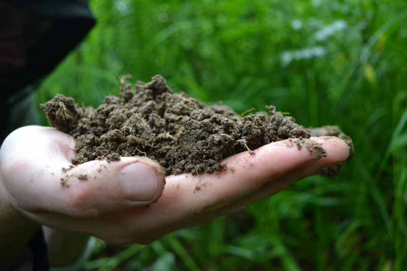 Пробы почвы. Фото предоставлено факультетом экотехнологий ИТМО
