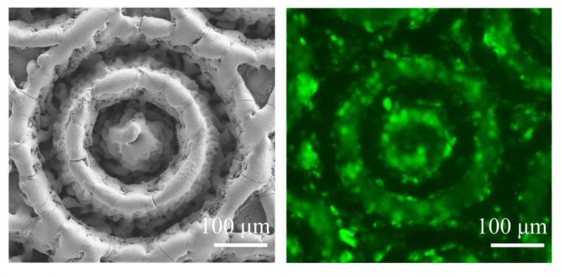 Лазерно-индуцированный биомиметический рельев на поверхности титана: слева снимок поверхности титана со сканирующего электронного микроскопа, справа снимок мезенхимальных стволовых клеток на поверхности биомиметического рельефа с флюорисцентного микроскопа. Фото представлено исследователями. 