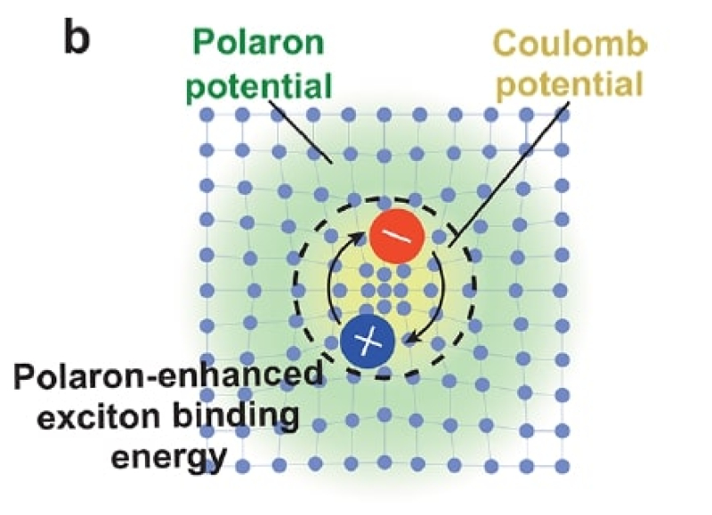 The polaron effect enhances the exciton-polariton state by creating a wider radius for polariton interaction. Credit: the researchers' publication in Nano Letters / pubs.acs.org
