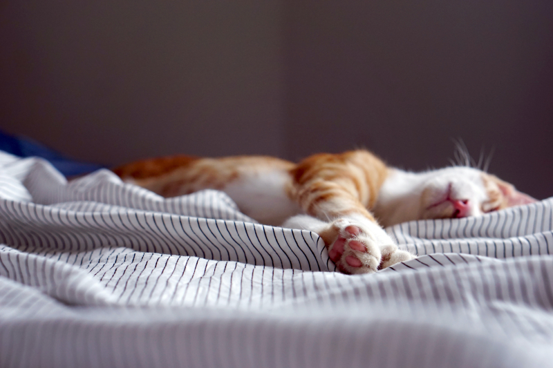 I wish I could fall asleep as easily as a cat. Credit: Lauren Kay on Unsplash
