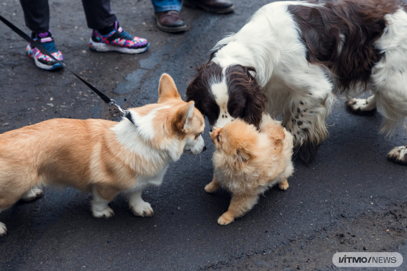 Собаки знакомятся друг с другом на площадке на ITMO Family day mini. Фото: Дмитрий Григорьев / ITMO.NEWS
