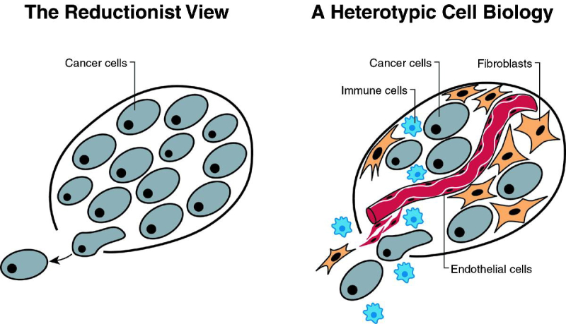 Иллюстрация из статьи биологов Роберта Вайнберга и Дугласа Ханахана в журнале Cell. Здесь они предлагают рассматривать опухоли как сложные ткани, в которых мутировавшие раковые клетки мобилизовали и подорвали жизнедеятельность нормальных типов клеток. Источник: www.cell.com

