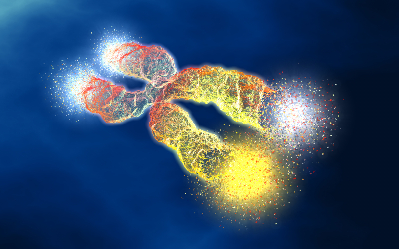 3D-визуализация хромосомы с теломерами на концах. Источник: Axel Kock / photogenica.ru
